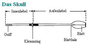 Skull eines Ruderbootes