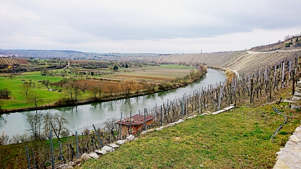 Neckar bei Hessigheim